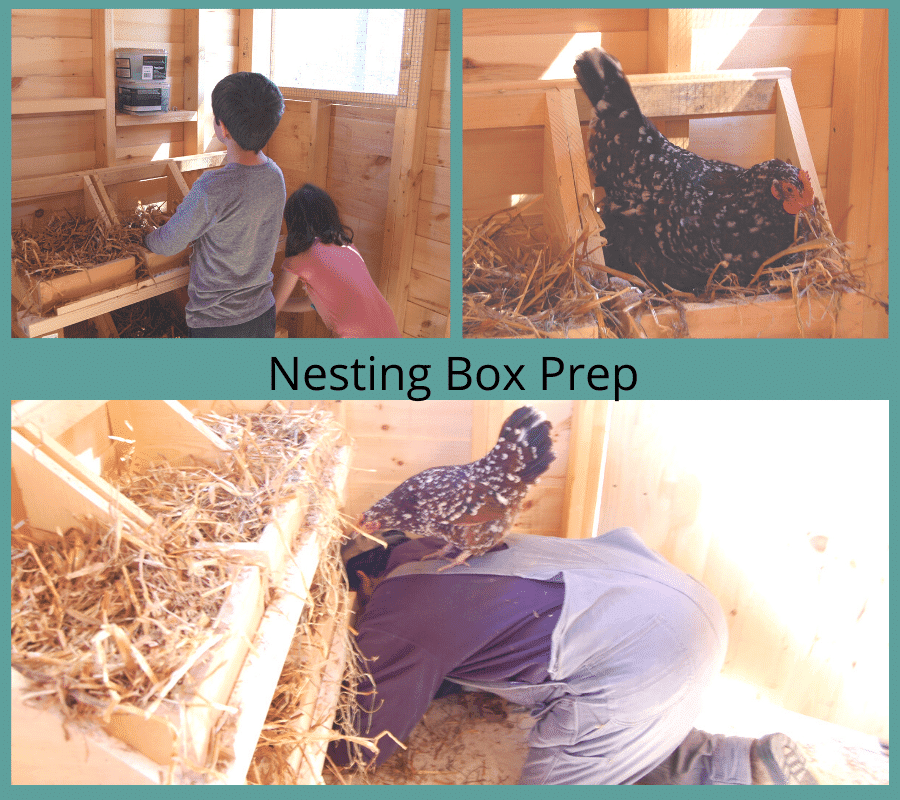 kids putting straw in nesting boxes, hen sitting in nesting box, hen on top on man's back inside backyard chicken coop