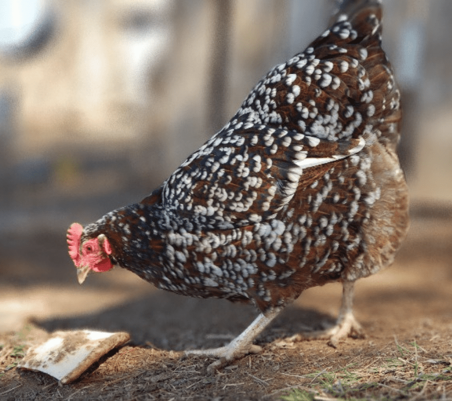Chicken pecking at bread in a chicken yard
