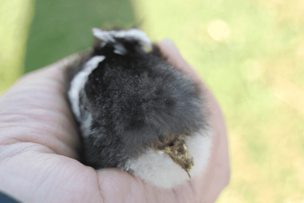 hand holding a chick with pasty butt
