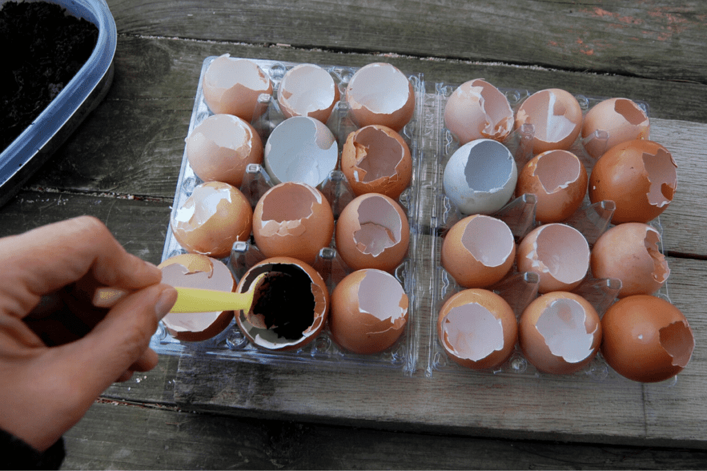 hand using plastic spoon to put soil in eggshells
