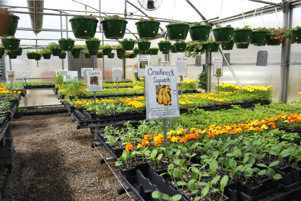 variety of plants at a local greenhouse