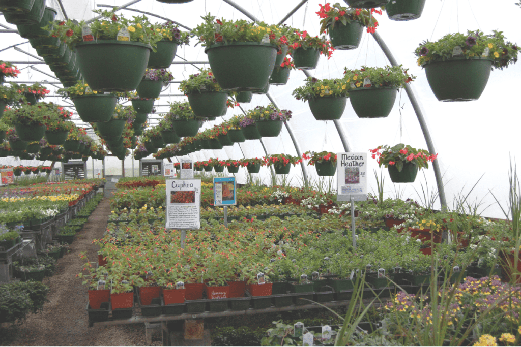 greenhouse filled with plants and handing baskets