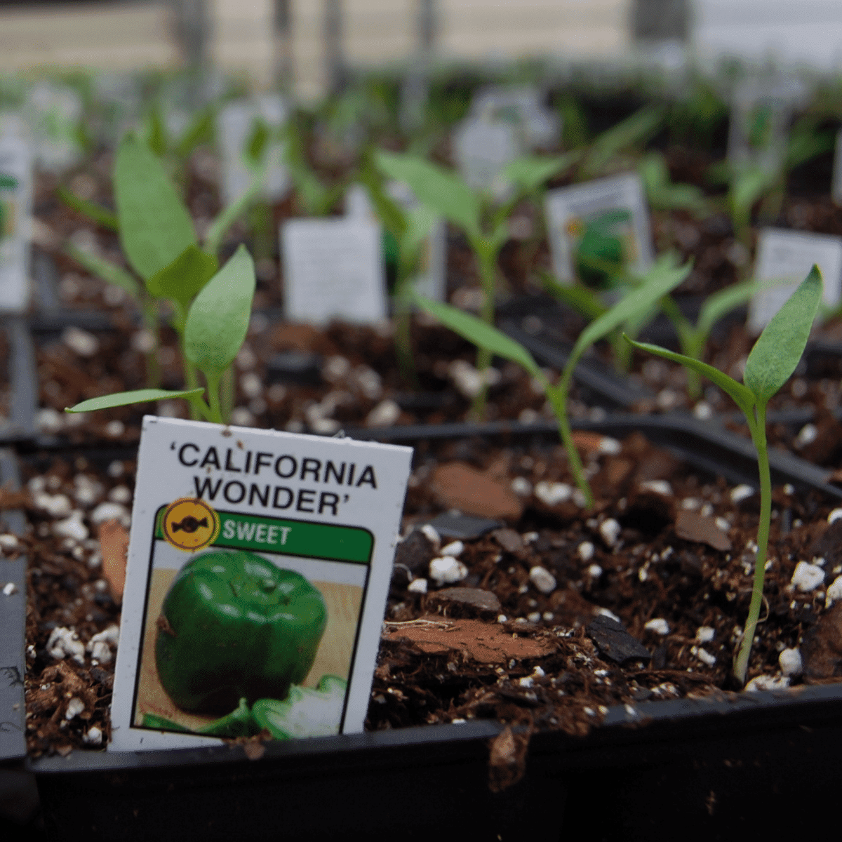 pepper plant label and flats of tiny pepper plant sprouts