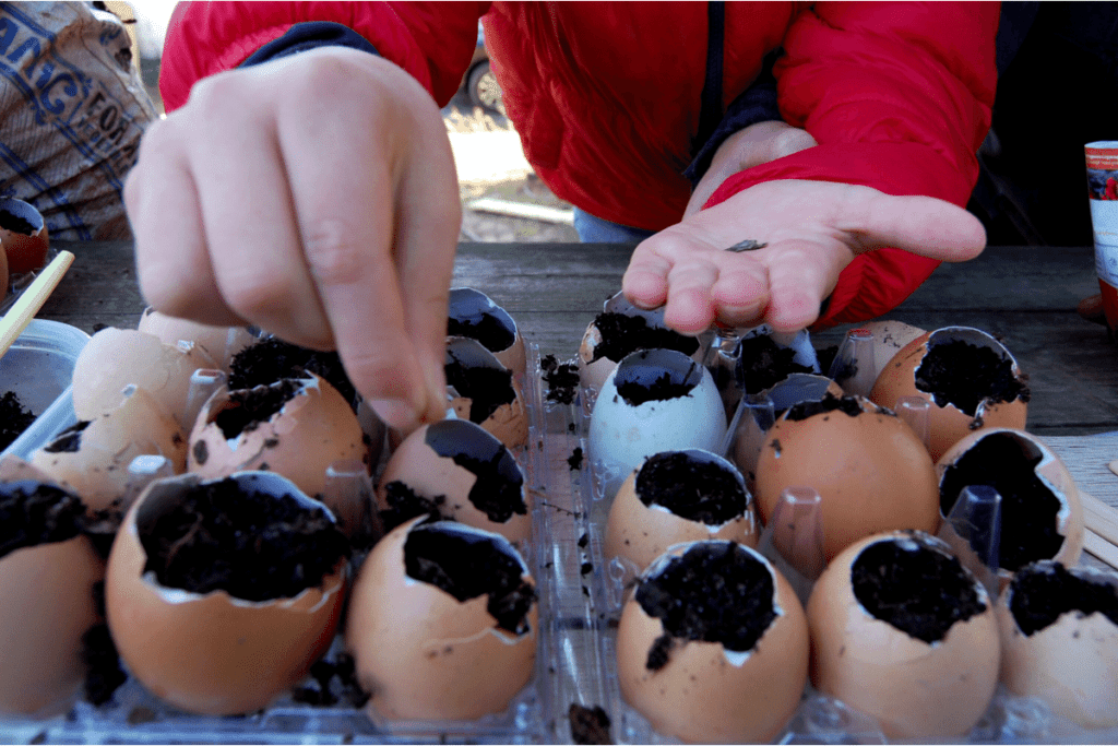child putting seeds in the soil inside egg shells