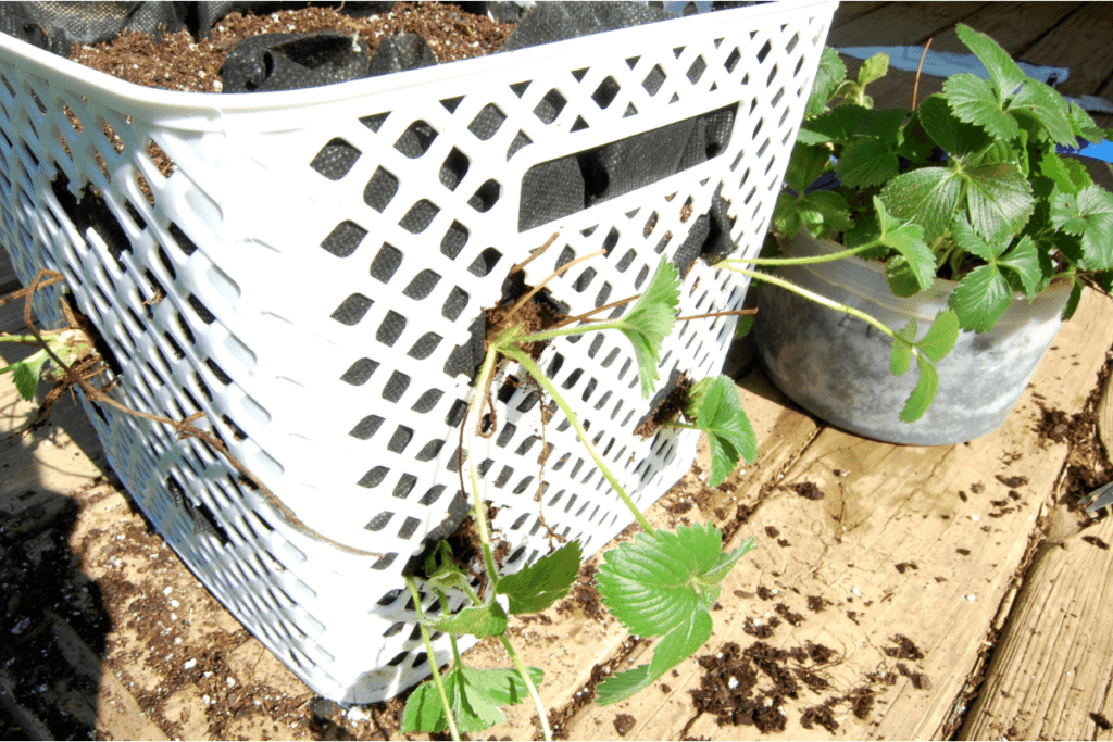 plastic basket with strawberry plants growing out of it beside a bucket of strawberry plants