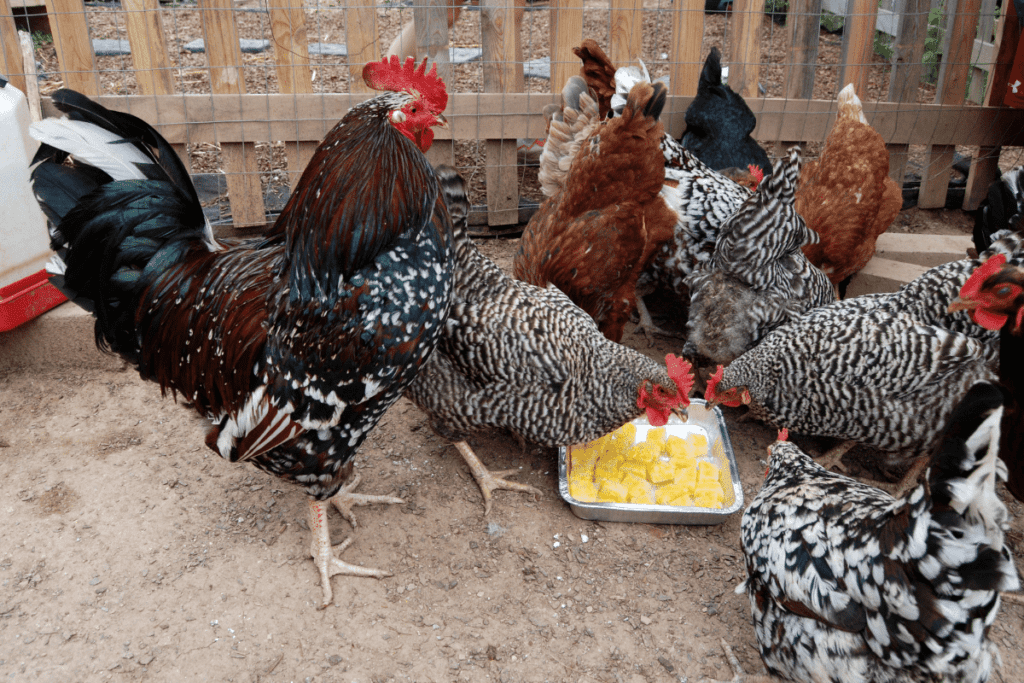 bunch of chickens crowded around a pan with frozen corn treats