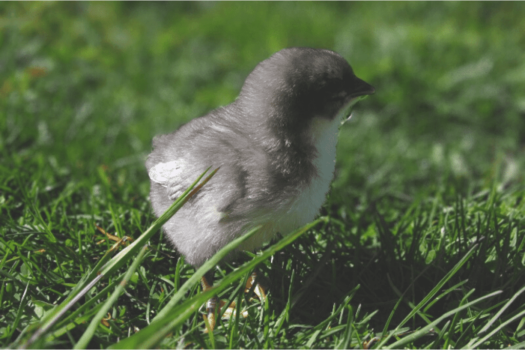 close up of a baby chick in the grass