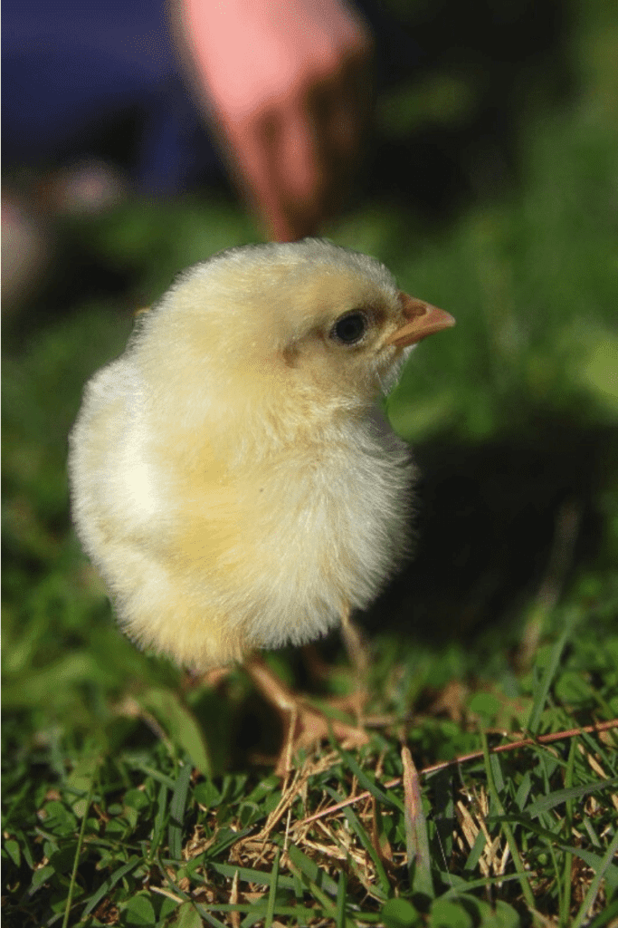 close up of yellow baby chick