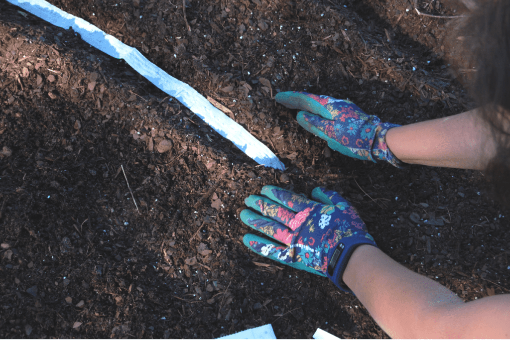 gloved hands covering radish seed tape with soil