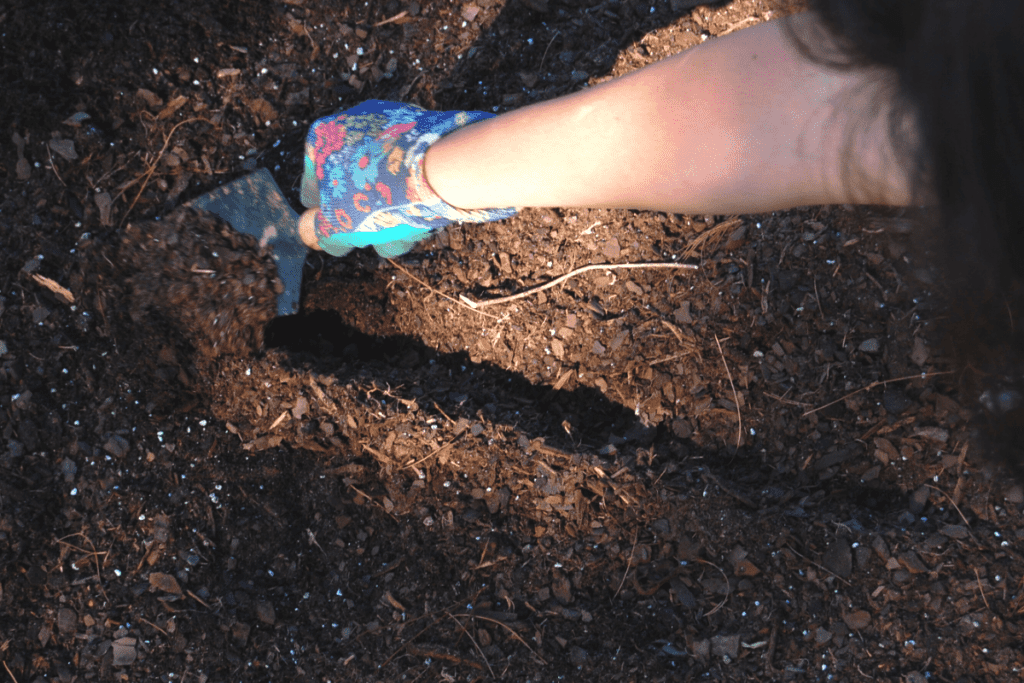 arm and gloved hand using a trowel to dig a furrow to plant radish seed tape