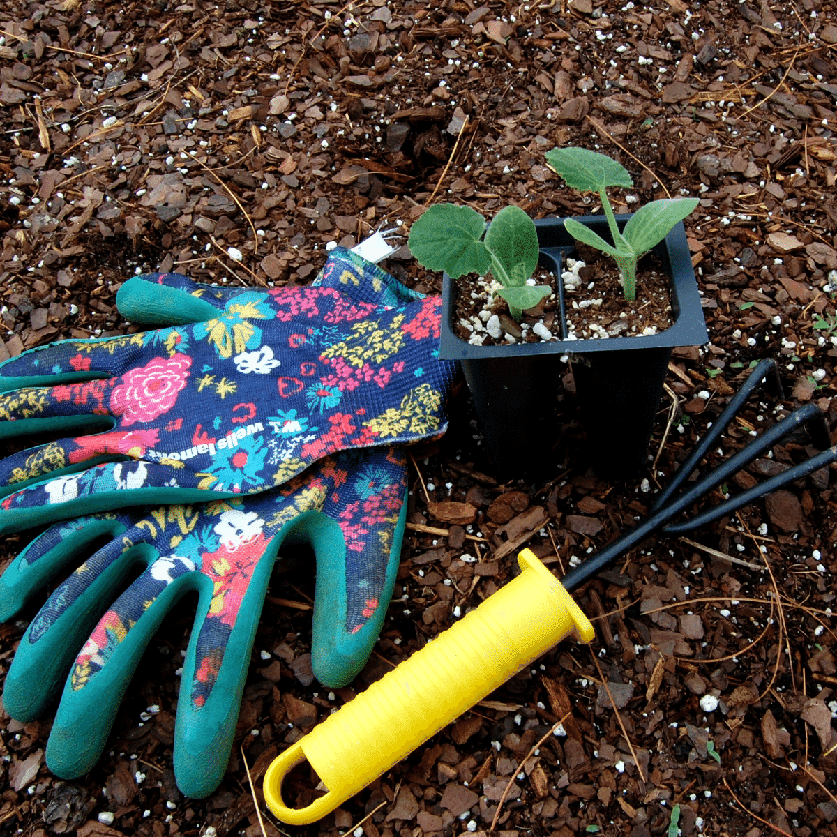 close up of easy to grow squash, gloves, and a garden rake