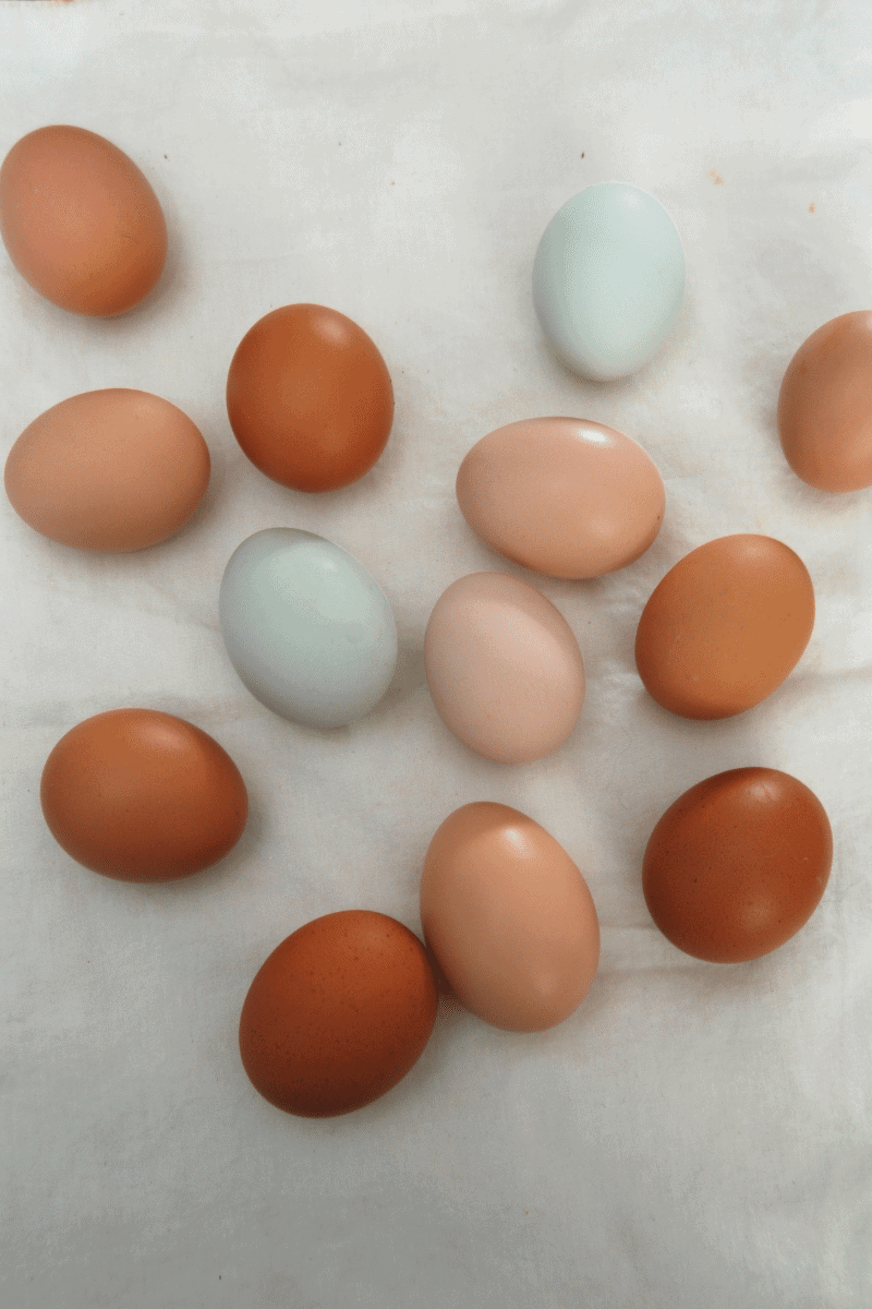 Are These Eggs Still Good? Our Happy Backyard Farm