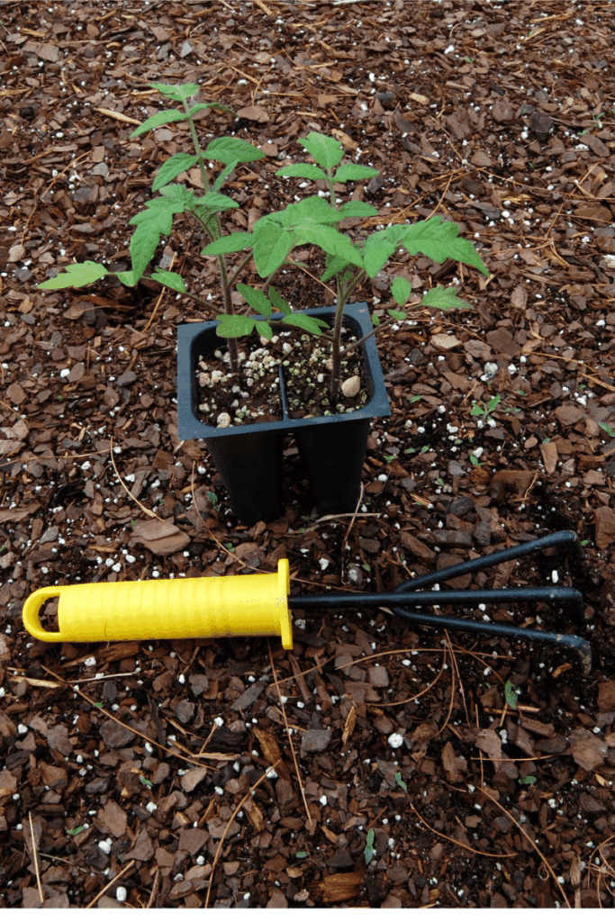 close up of an easy to grow tomato plant and gardening rake in the dirt