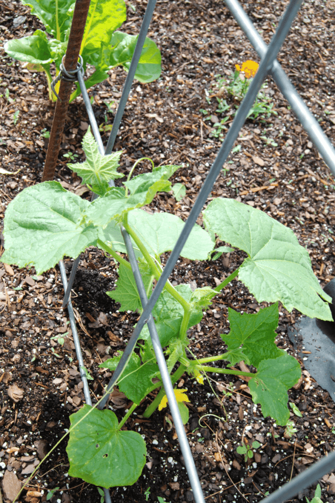small cucumber plant beginning to attach to a cattle panel cucumber trellis