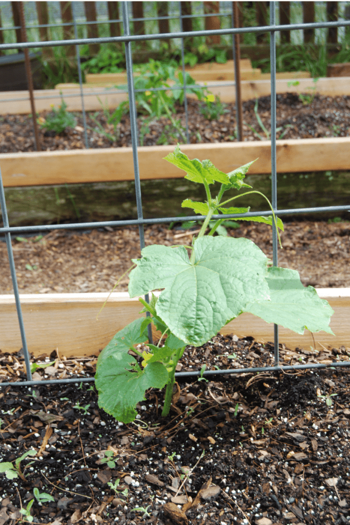 close up of a cucumber plant growing up a cattle panel 