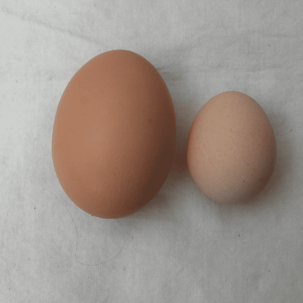 close up of a large egg and a small egg