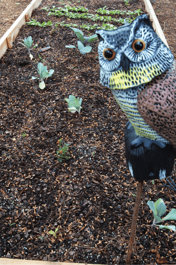 artificial owl posted in raised garden bed