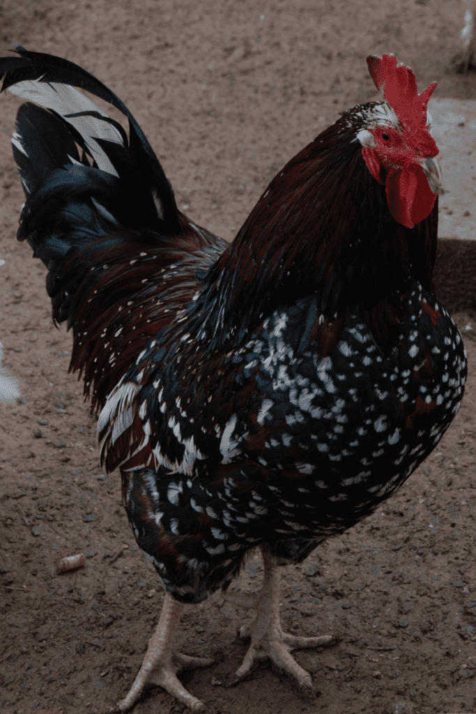speckled sussex rooster