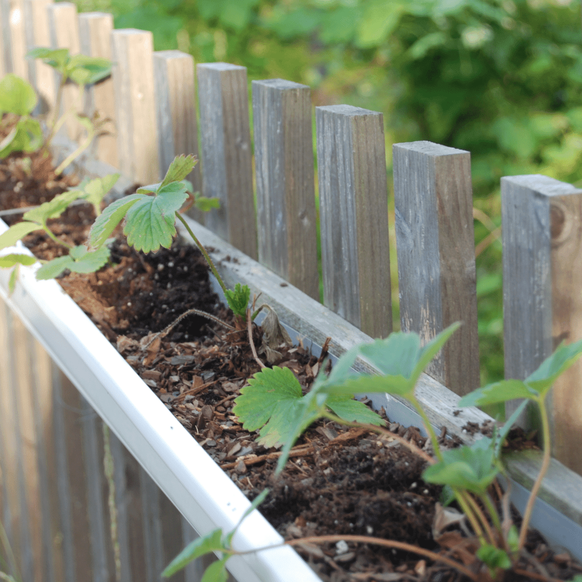 strawberries planted in a gutter