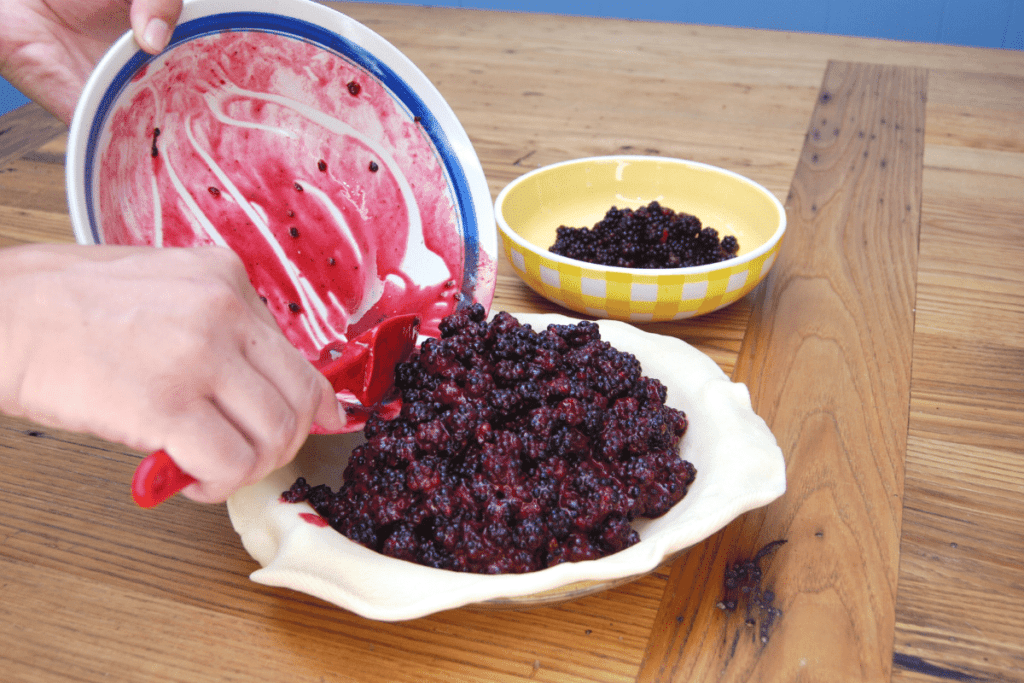 putting fresh blackberries mixed with sugar and flour in the uncooked pie shell