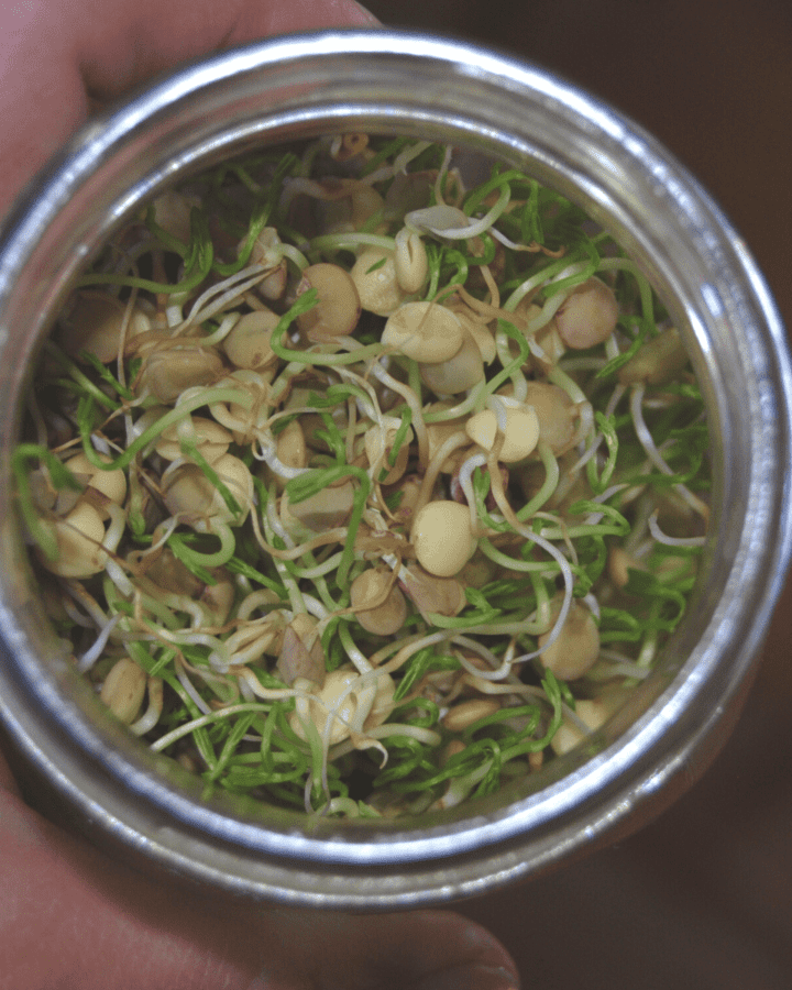 close up of sprouted lentils in a mason jar