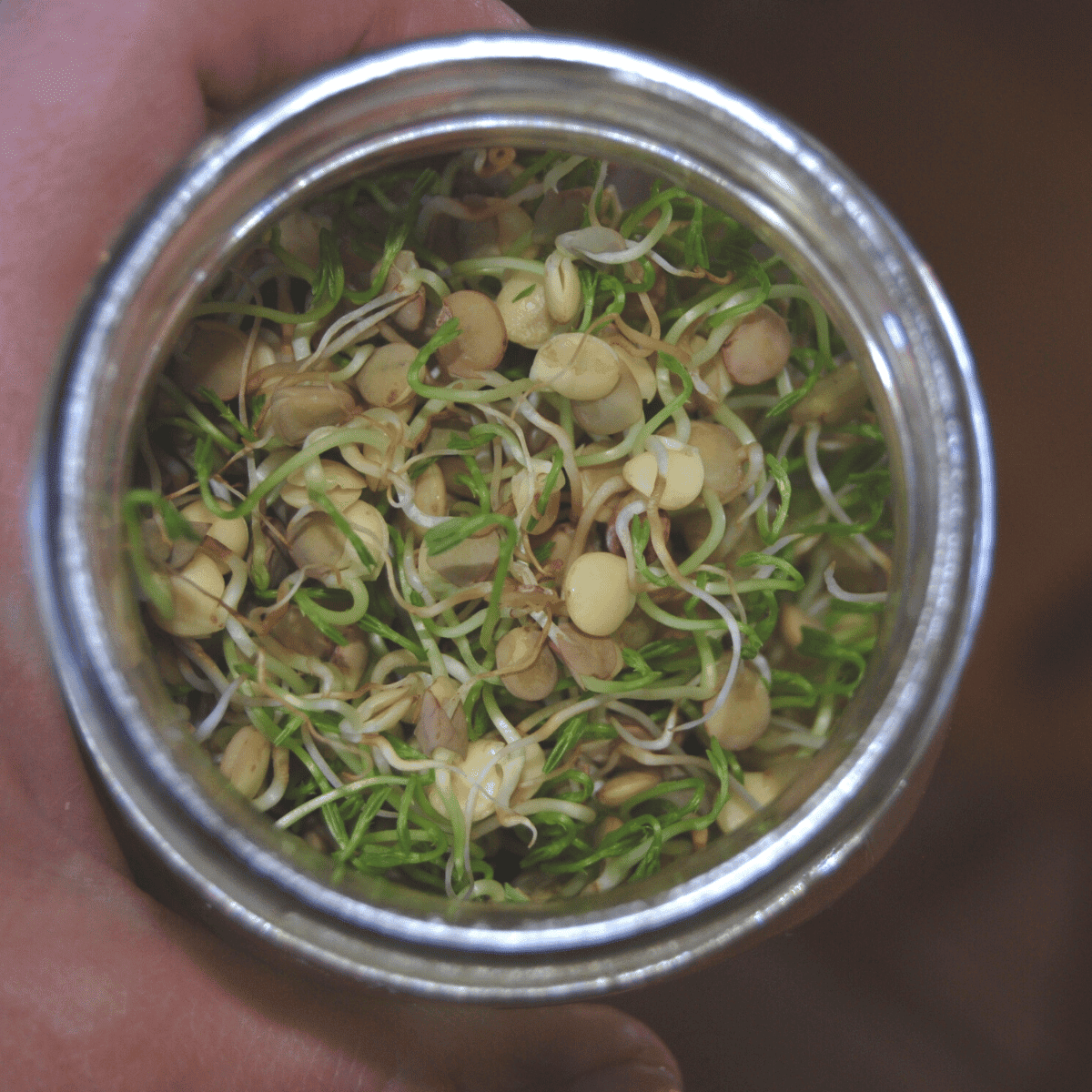 close up of sprouted lentils in a mason jar