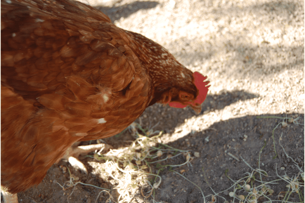 hen eating sprouted lentils