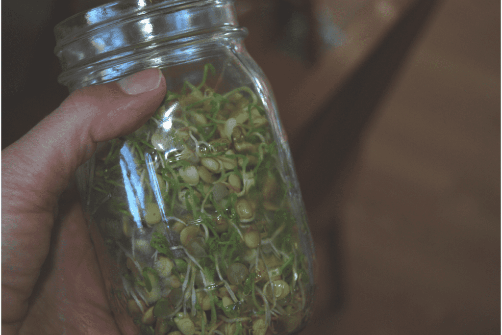 sprouting lentils in a jar
