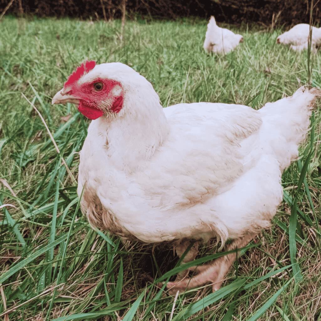 backyard chickens Archives - Our Happy Backyard Farm